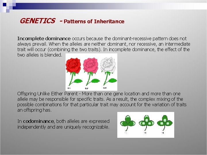 GENETICS - Patterns of Inheritance Incomplete dominance occurs because the dominant-recessive pattern does not