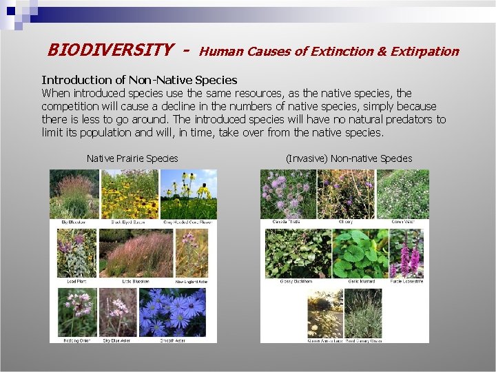 BIODIVERSITY - Human Causes of Extinction & Extirpation Introduction of Non-Native Species When introduced