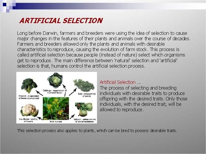 ARTIFICIAL SELECTION Long before Darwin, farmers and breeders were using the idea of selection