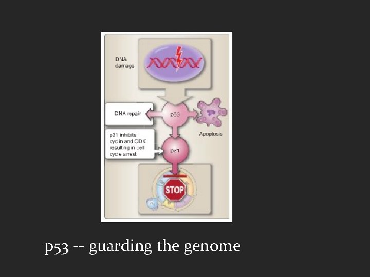 p 53 -- guarding the genome 