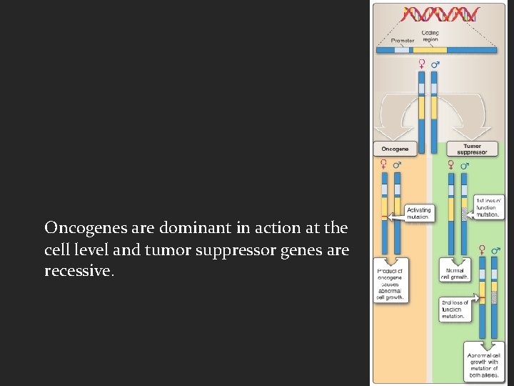 Oncogenes are dominant in action at the cell level and tumor suppressor genes are