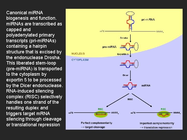 Canonical mi. RNA biogenesis and function. mi. RNAs are transcribed as capped and polyadenylated