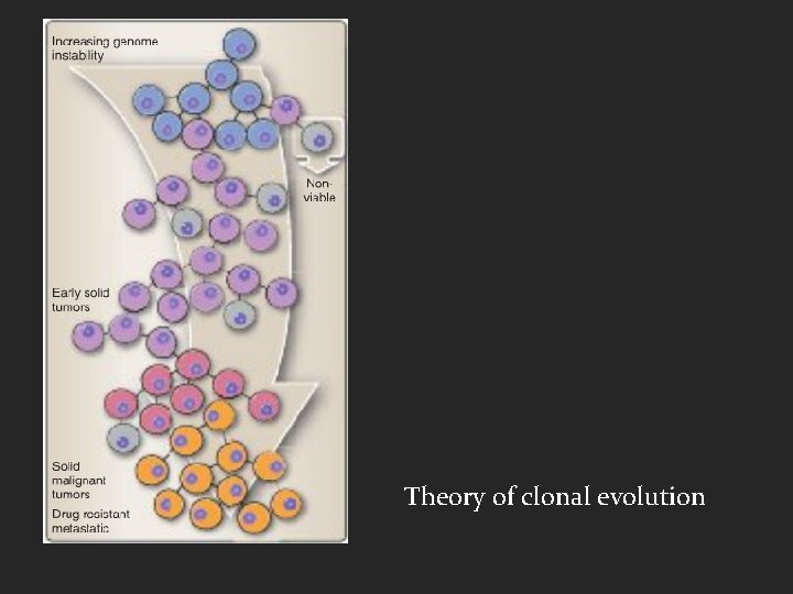 Theory of clonal evolution 