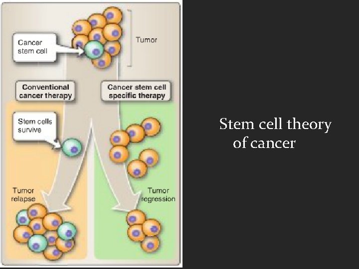 Stem cell theory of cancer 