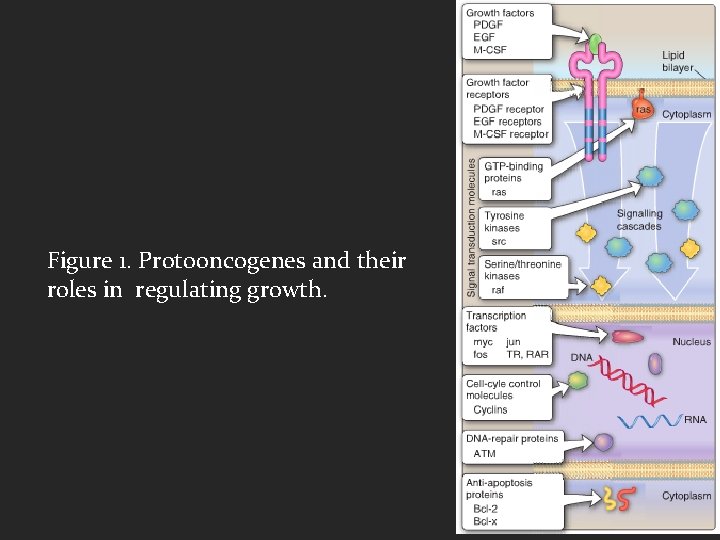 Figure 1. Protooncogenes and their roles in regulating growth. 