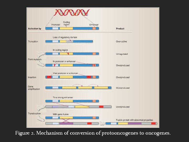 Figure 2. Mechanism of conversion of protooncogenes to oncogenes. 