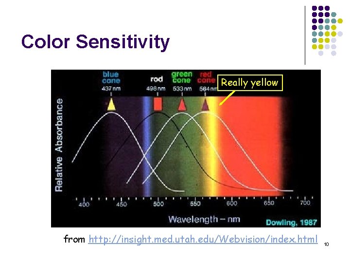 Color Sensitivity Really yellow from http: //insight. med. utah. edu/Webvision/index. html 10 