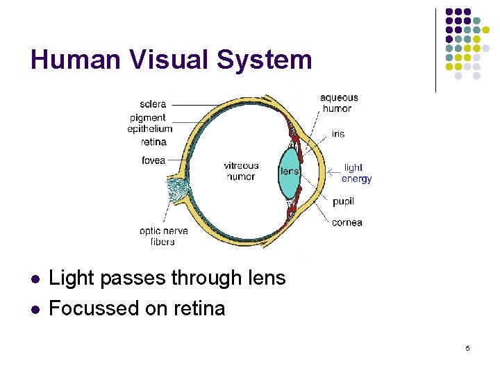 Human Visual System l l Light passes through lens Focussed on retina 5 
