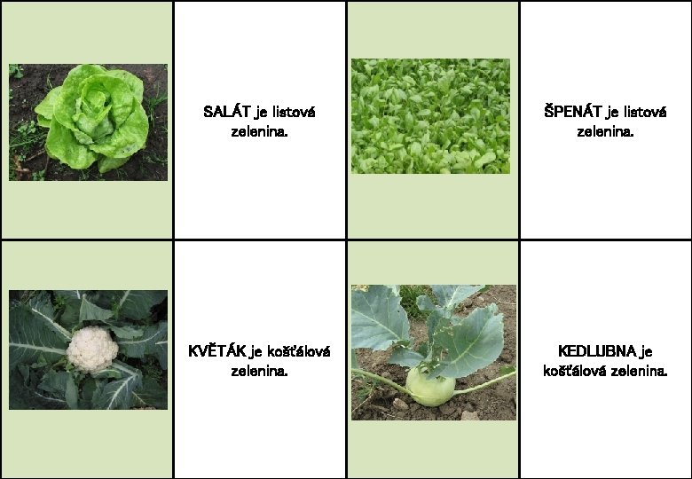 SALÁT je listová zelenina. ŠPENÁT je listová zelenina. KVĚTÁK je košťálová zelenina. KEDLUBNA je