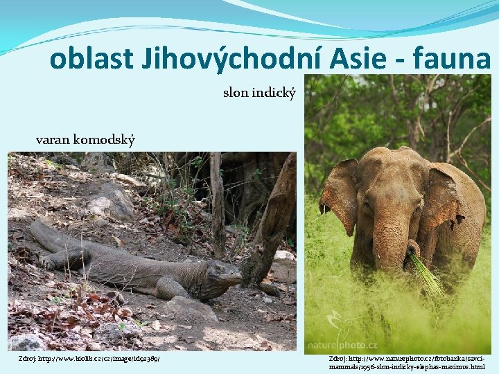 oblast Jihovýchodní Asie - fauna slon indický varan komodský Zdroj: http: //www. biolib. cz/cz/image/id