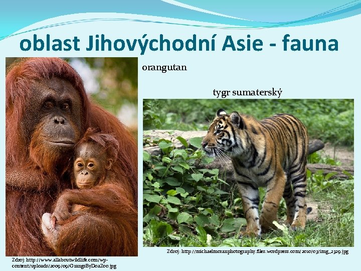 oblast Jihovýchodní Asie - fauna orangutan tygr sumaterský Zdroj: http: //michaelmoranphotography. files. wordpress. com/2010/03/img_2329.