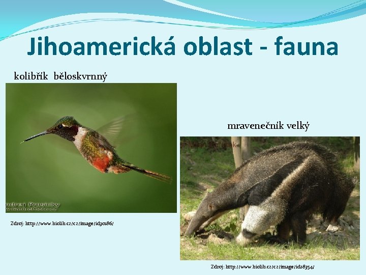 Jihoamerická oblast - fauna kolibřík běloskvrnný mravenečník velký Zdroj: http: //www. biolib. cz/cz/image/id 30186/
