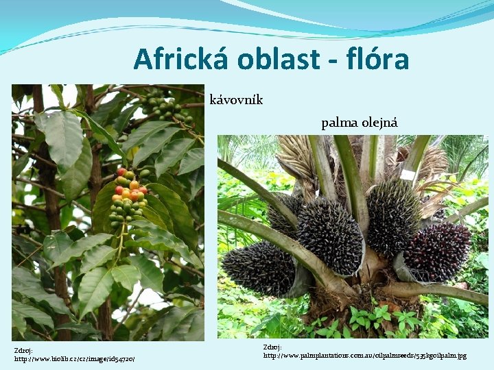 Africká oblast - flóra kávovník palma olejná Zdroj: http: //www. biolib. cz/cz/image/id 54720/ Zdroj: