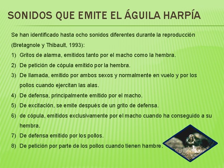 SONIDOS QUE EMITE EL ÁGUILA HARPÍA Se han identificado hasta ocho sonidos diferentes durante