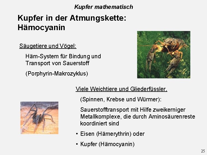 Kupfer mathematisch Kupfer in der Atmungskette: Hämocyanin Säugetiere und Vögel: Häm-System für Bindung und