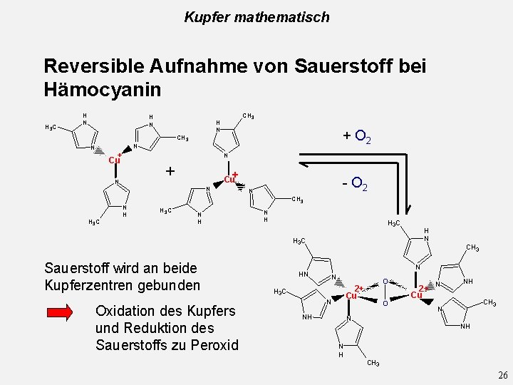 Kupfer mathematisch Reversible Aufnahme von Sauerstoff bei Hämocyanin H 3 C H N +