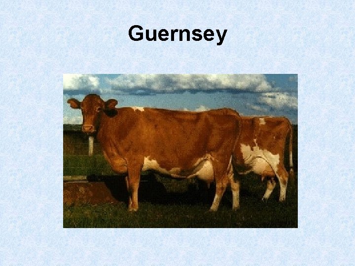 Guernsey 
