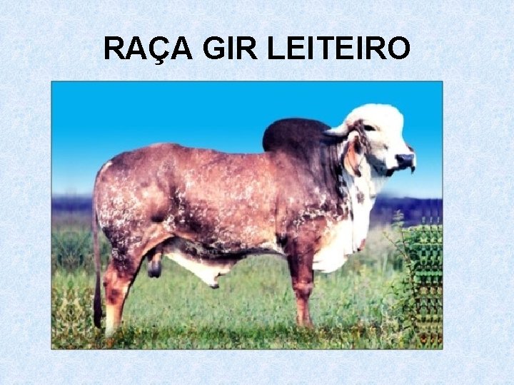 RAÇA GIR LEITEIRO 