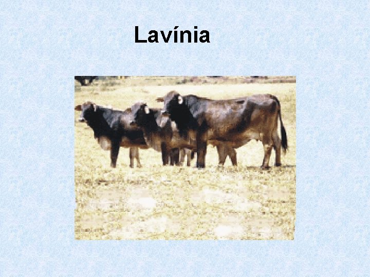 Lavínia 