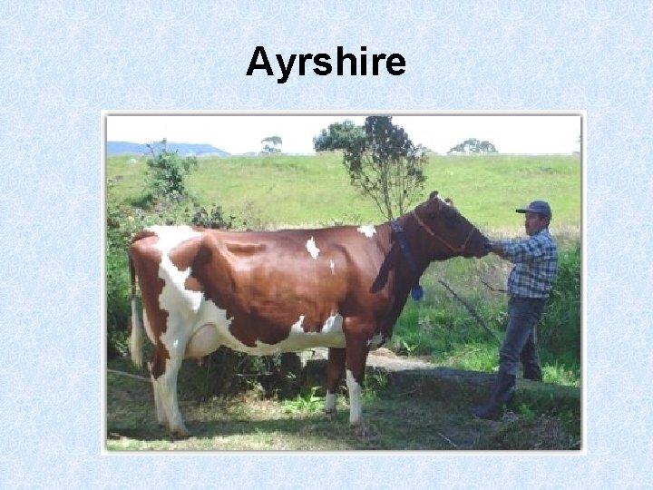 Ayrshire 