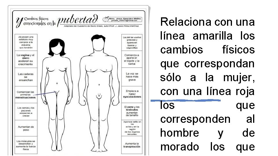 Relaciona con una línea amarilla los cambios físicos que correspondan sólo a la mujer,