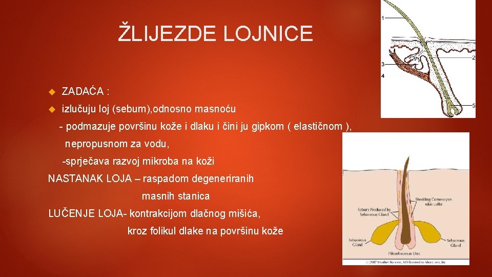 ŽLIJEZDE LOJNICE ZADAĆA : izlučuju loj (sebum), odnosno masnoću - podmazuje površinu kože i