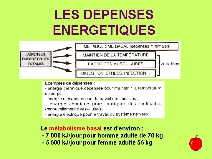 LES DEPENSES ENERGETIQUES Le métabolisme basal est d’environ : - 7 000 k. J/jour