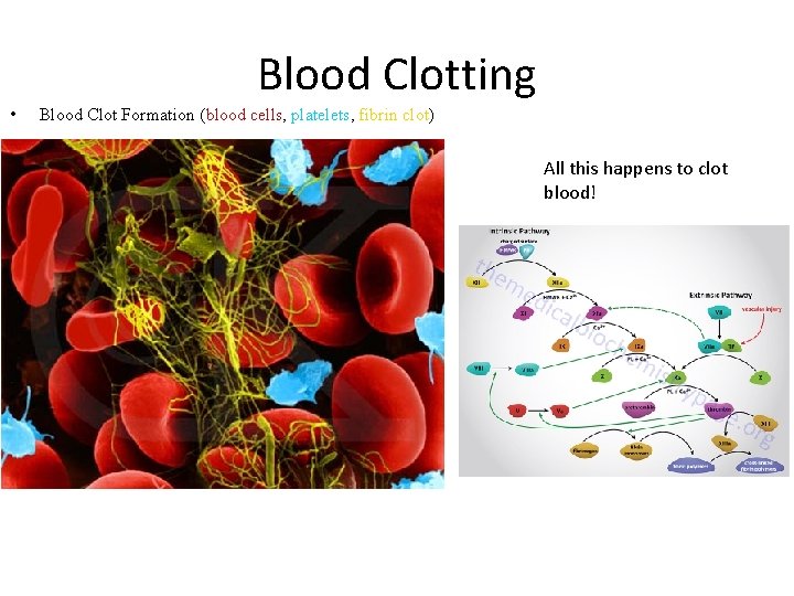 Blood Clotting • Blood Clot Formation (blood cells, platelets, fibrin clot) All this happens