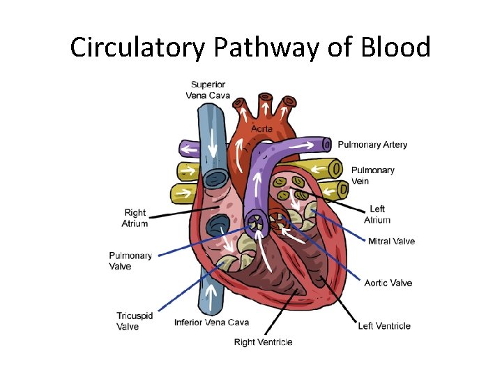 Circulatory Pathway of Blood 