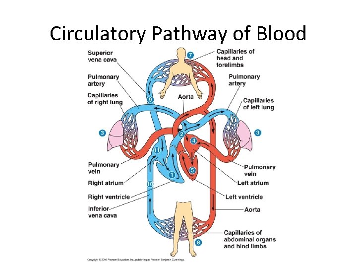 Circulatory Pathway of Blood 