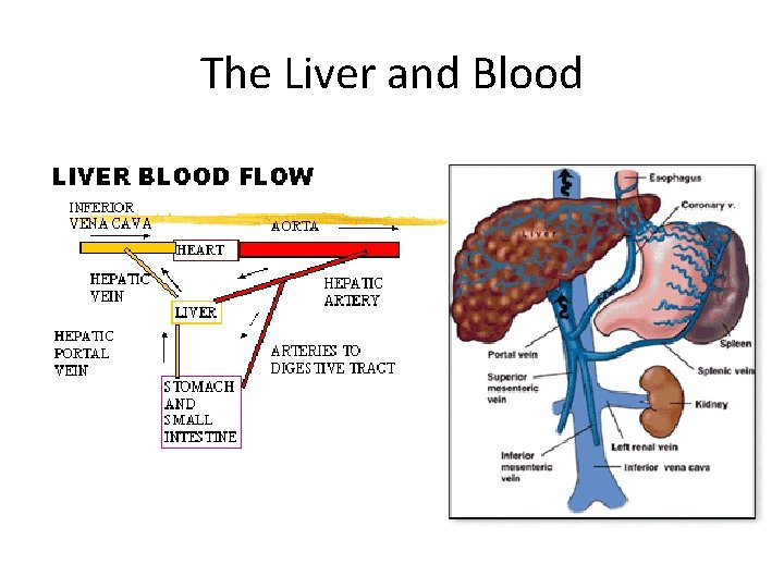 The Liver and Blood 