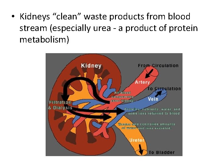  • Kidneys “clean” waste products from blood stream (especially urea - a product
