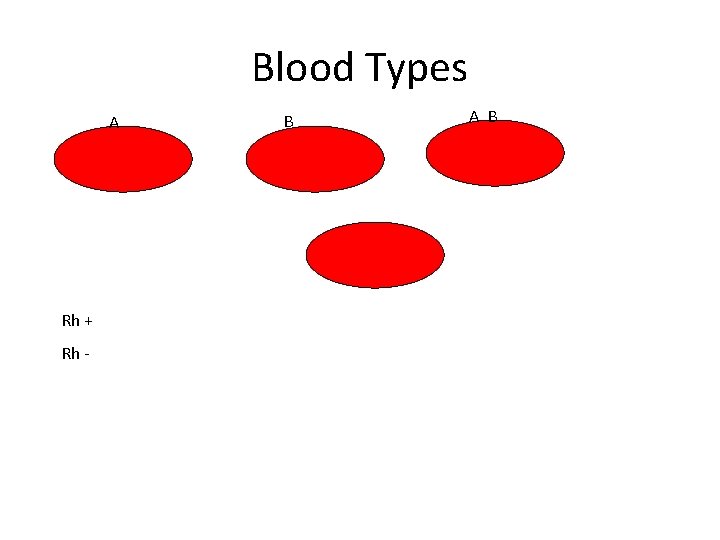 Blood Types A Rh + Rh - B A B 