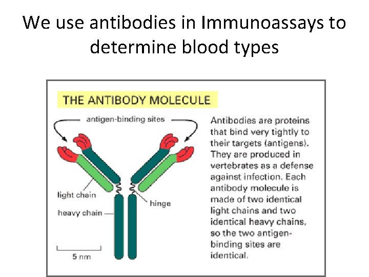 We use antibodies in Immunoassays to determine blood types 