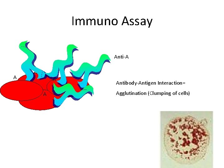 Immuno Assay Anti-A A A Antibody-Antigen Interaction= Agglutination (Clumping of cells) 
