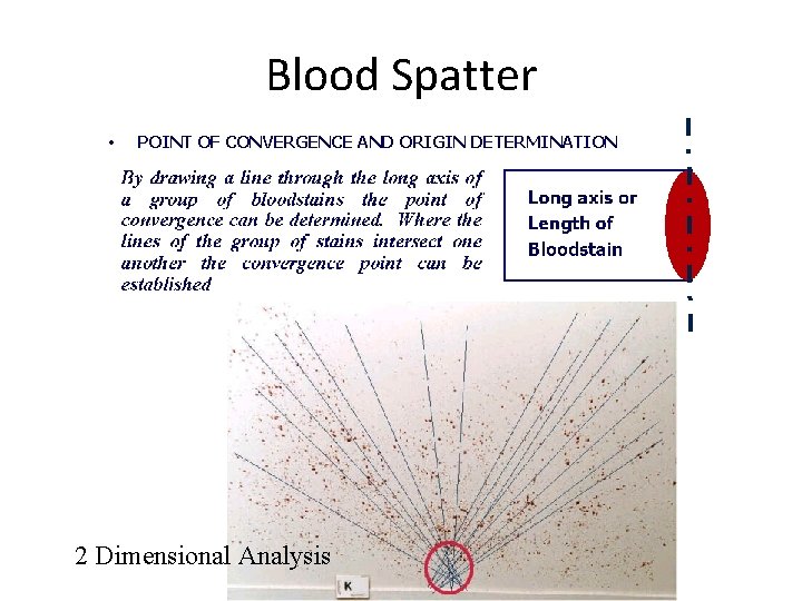 Blood Spatter • POINT OF CONVERGENCE AND ORIGIN DETERMINATION 2 Dimensional Analysis 