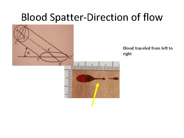 Blood Spatter-Direction of flow Blood traveled from left to right 