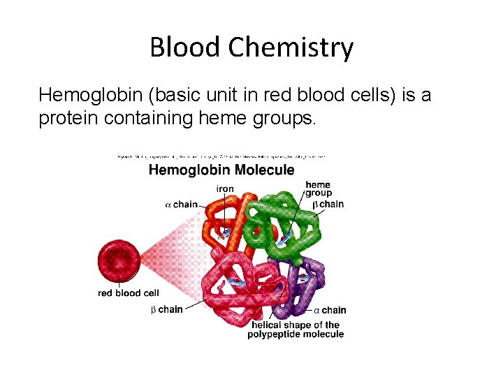 Blood Chemistry Hemoglobin (basic unit in red blood cells) is a protein containing heme