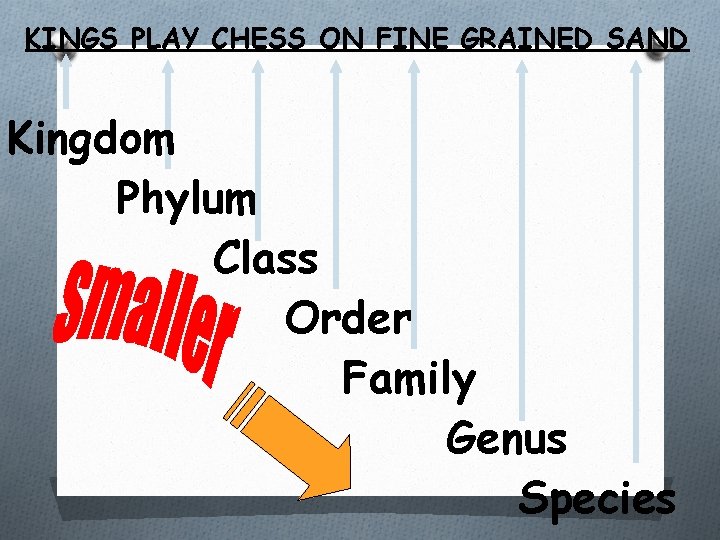 KINGS PLAY CHESS ON FINE GRAINED SAND Kingdom Phylum Class Order Family Genus Species