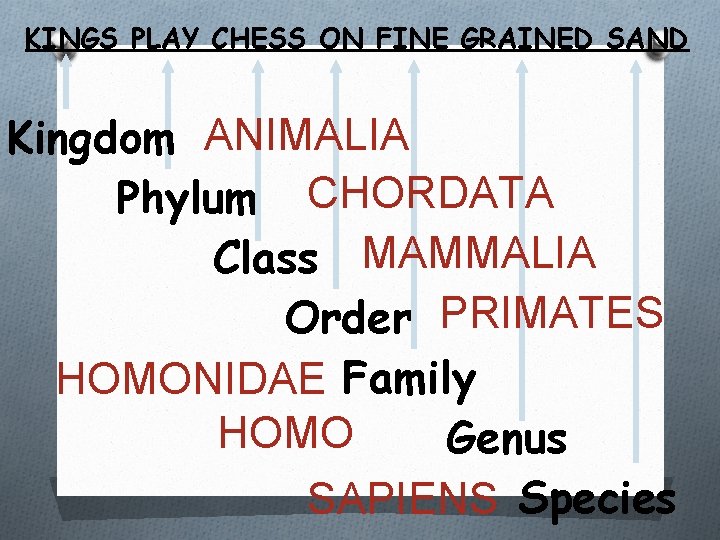 KINGS PLAY CHESS ON FINE GRAINED SAND Kingdom ANIMALIA Phylum CHORDATA Class MAMMALIA Order