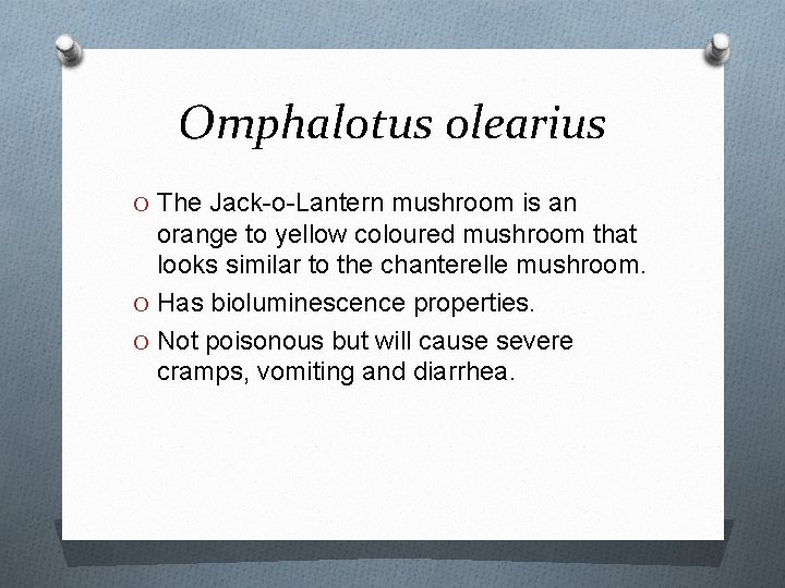 Omphalotus olearius O The Jack-o-Lantern mushroom is an orange to yellow coloured mushroom that