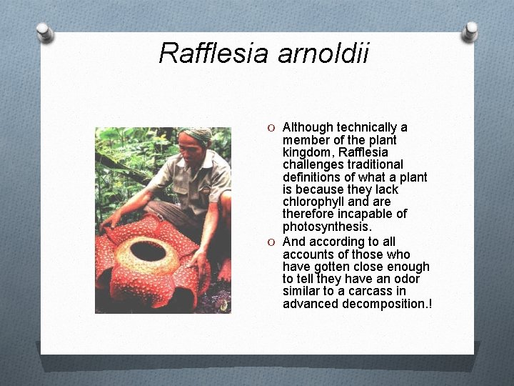 Rafflesia arnoldii O Although technically a member of the plant kingdom, Rafflesia challenges traditional