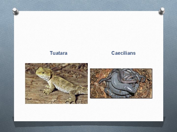 Tuatara Caecilians 