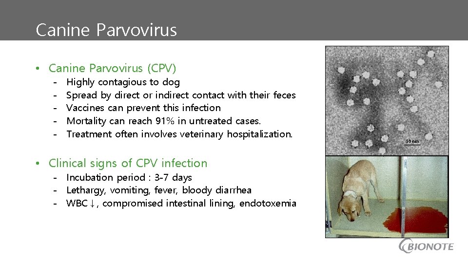 Canine Parvovirus • Canine Parvovirus (CPV) - Highly contagious to dog Spread by direct