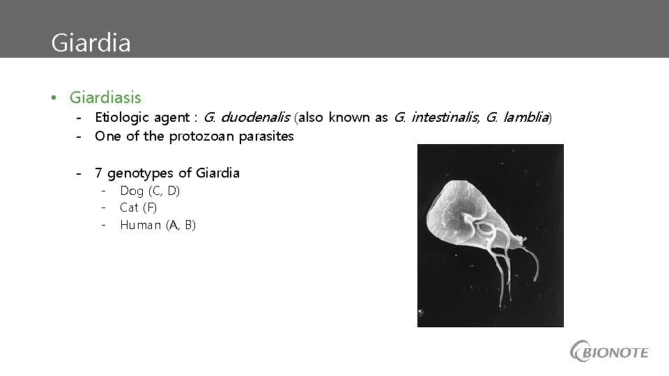 Giardia • Giardiasis - Etiologic agent : G. duodenalis (also known as G. intestinalis,
