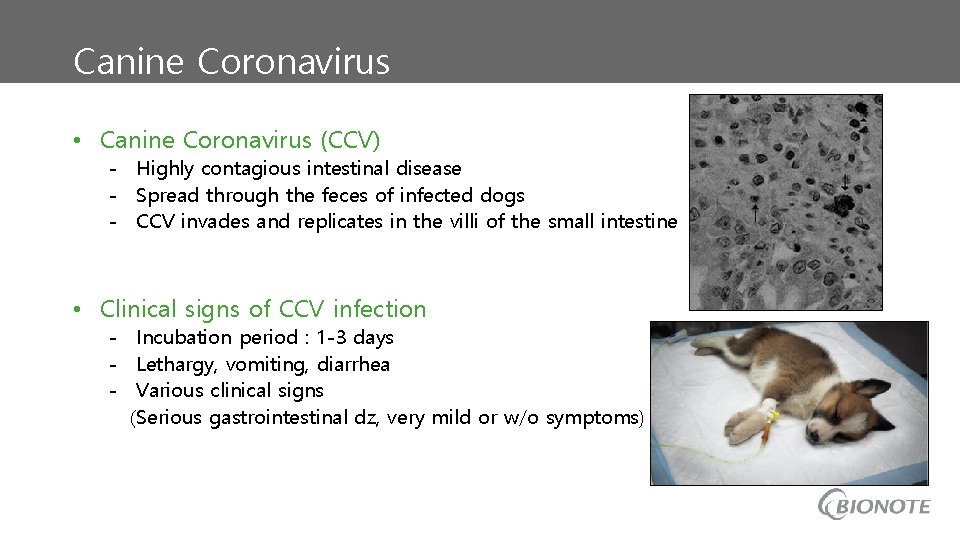 Canine Coronavirus • Canine Coronavirus (CCV) - Highly contagious intestinal disease - Spread through