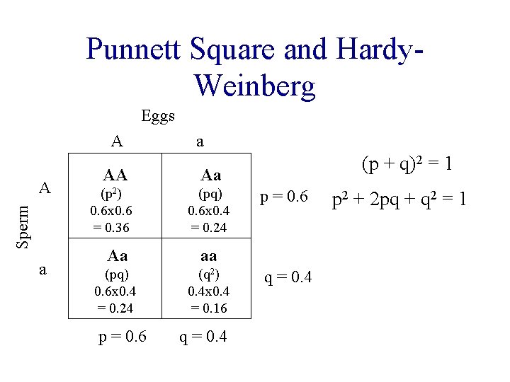 Punnett Square and Hardy. Weinberg Eggs A Sperm A a a AA Aa (p