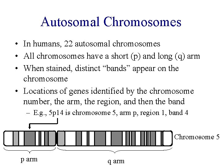 Autosomal Chromosomes • In humans, 22 autosomal chromosomes • All chromosomes have a short