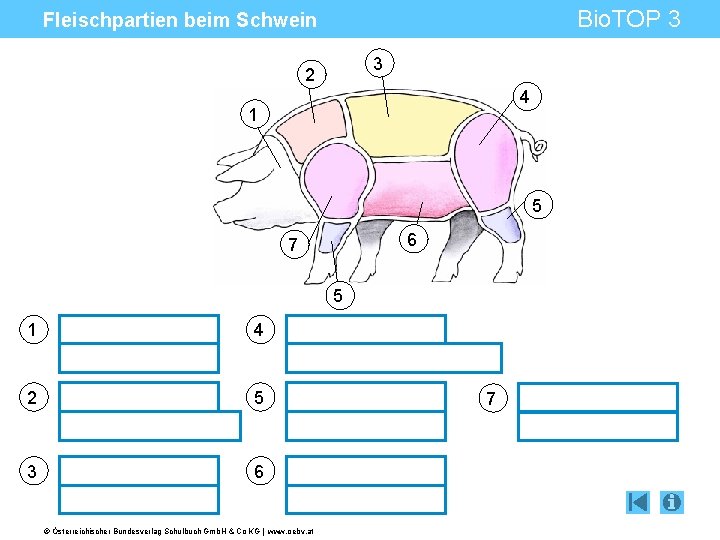 Bio. TOP 3 Fleischpartien beim Schwein 3 2 4 1 5 6 7 5