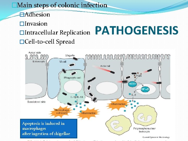�Main steps of colonic infection �Adhesion �Invasion �Intracellular Replication �Cell-to-cell Spread PATHOGENESIS Apoptosis is